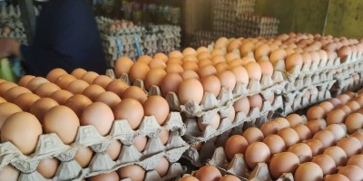Sale of eggs at Tk 12 per piece begins in capital