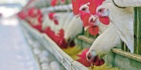 Bird flu shows world not ready for future pandemics