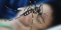 Dengue claims one more live, 59 hospitalised