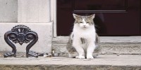 Britain's true ruler? Larry the Downing Street cat