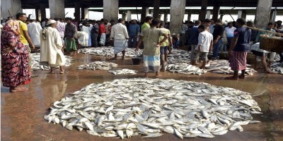 Khulna's fish export earnings decline by Tk 679 crore in FY 2023-24