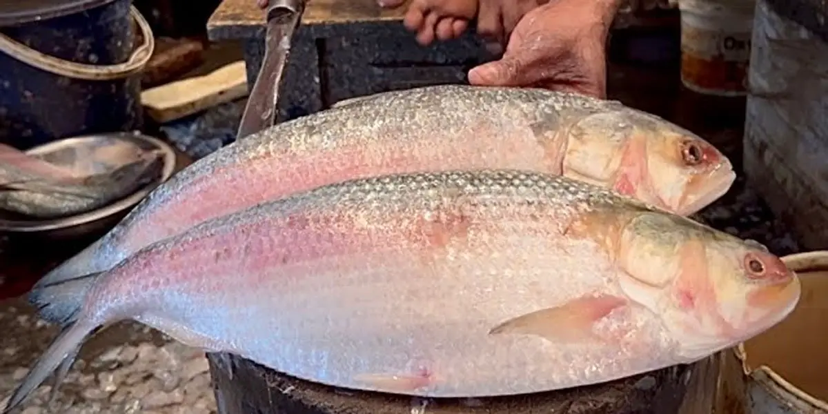 Twelve tonnes of Hilsa exported to India
