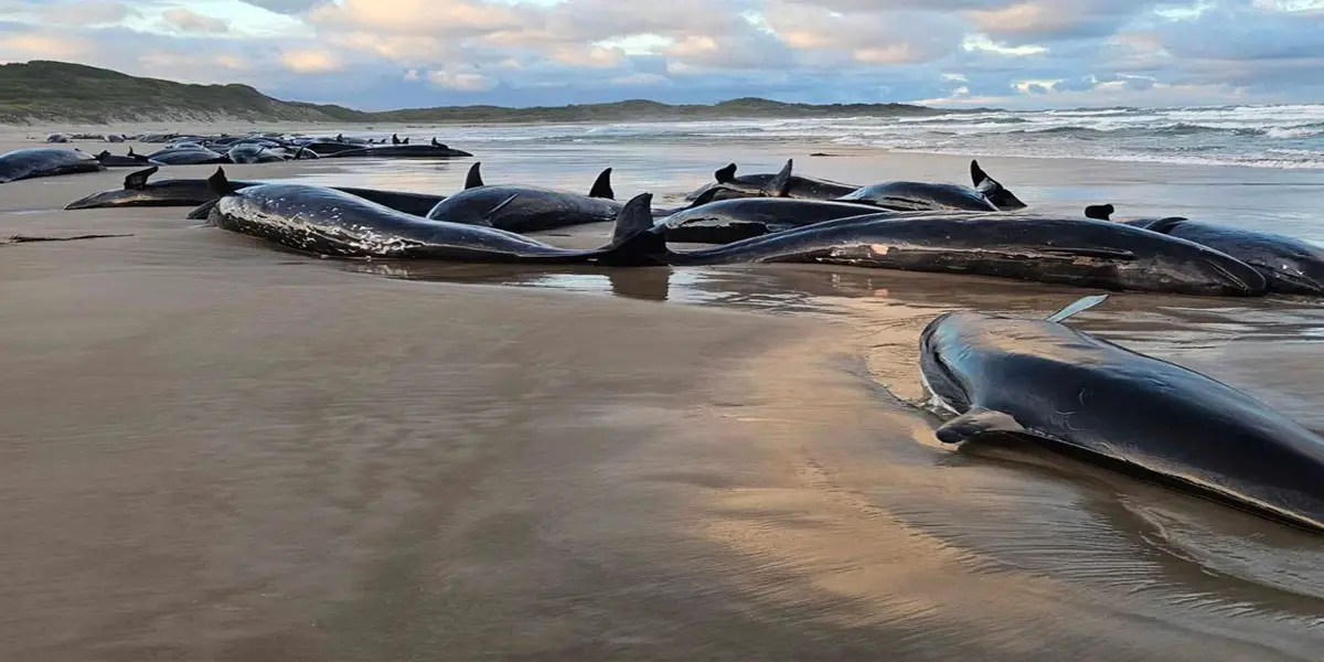 Pod of 157 dolphins stranded on remote Australian beach