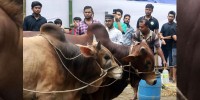 Dhaka's cattle markets are not taking shape yet