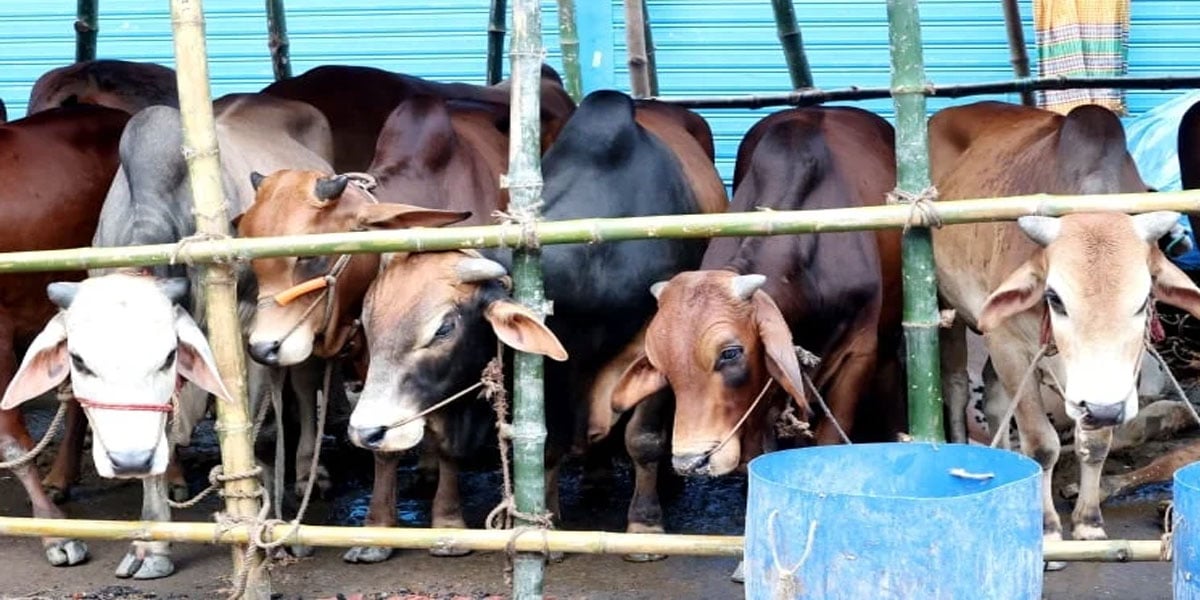 Security tightened at cattle markets in capital ahead of Eid-ul-Azha