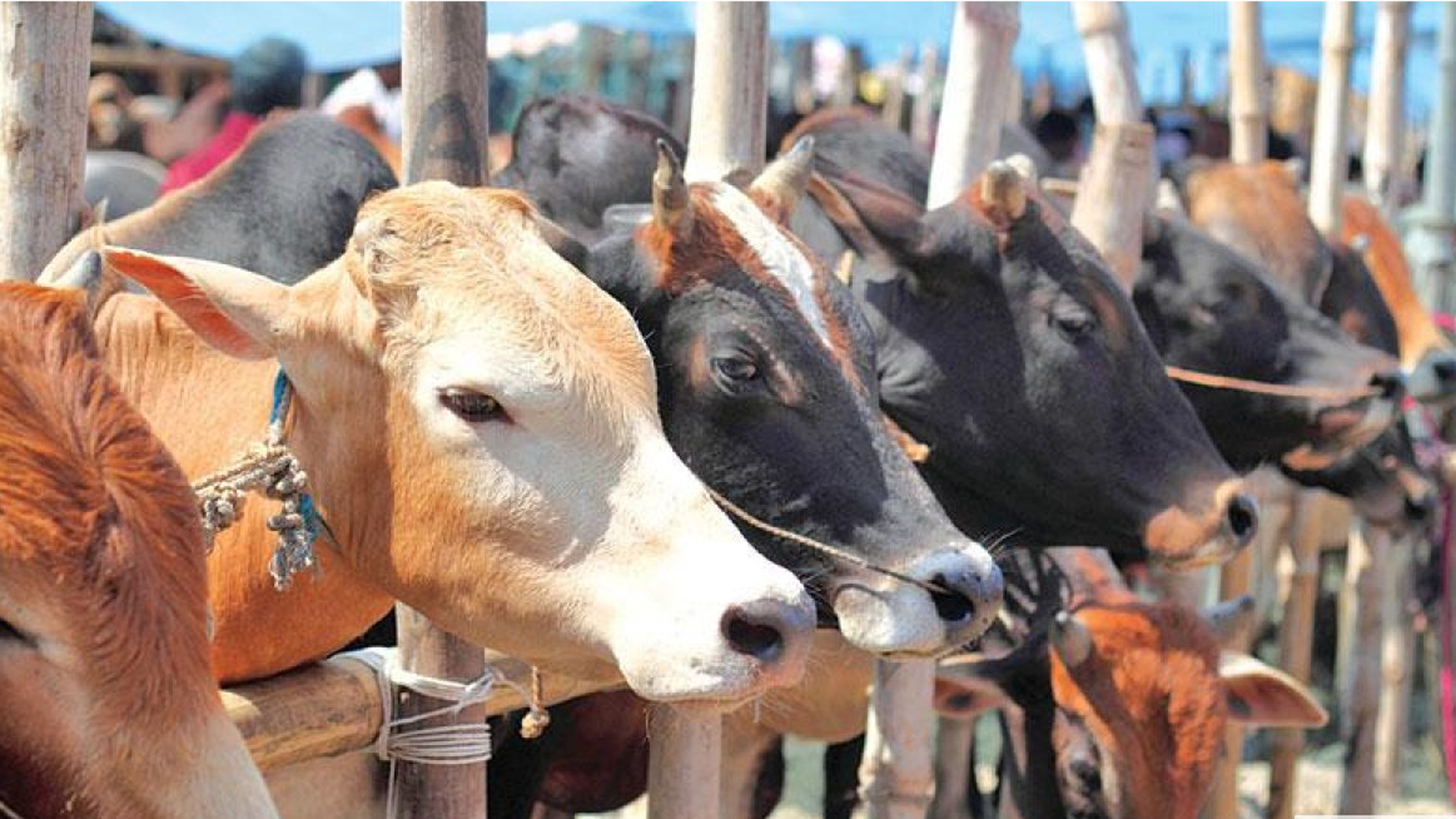 Medium-sized cattle in high demand, large ones struggle to find buyers at Dhaka markets
