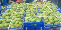 Farmers face increasing risks despite extensive mango cultivation