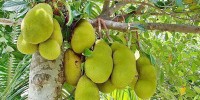Why jackfruit is good for you