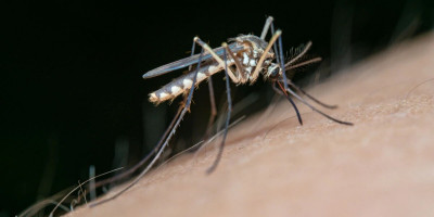 Dengue claims 5 more lives in 24hrs