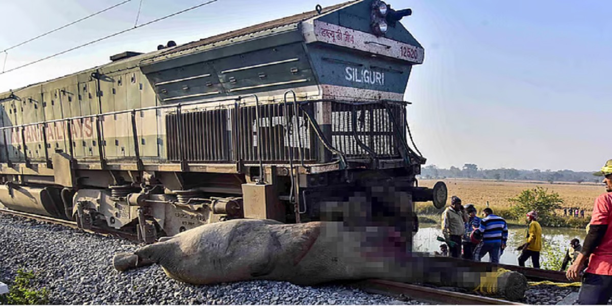 Eight elephants killed as herd is struck by train in Assam