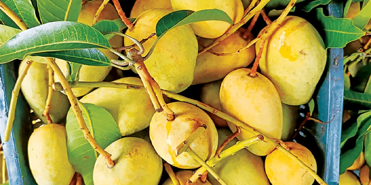 Mango harvesting begins in Satkhira