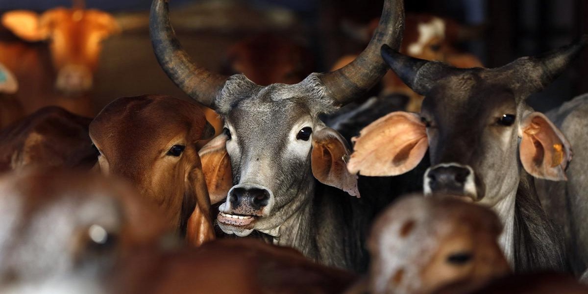 West Bengal bans public slaughter of cattle ahead of Eid-ul Azha