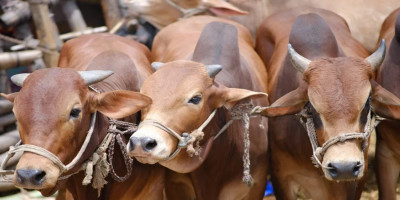 Cattle prices crash over 50% in Dhaka markets on last day