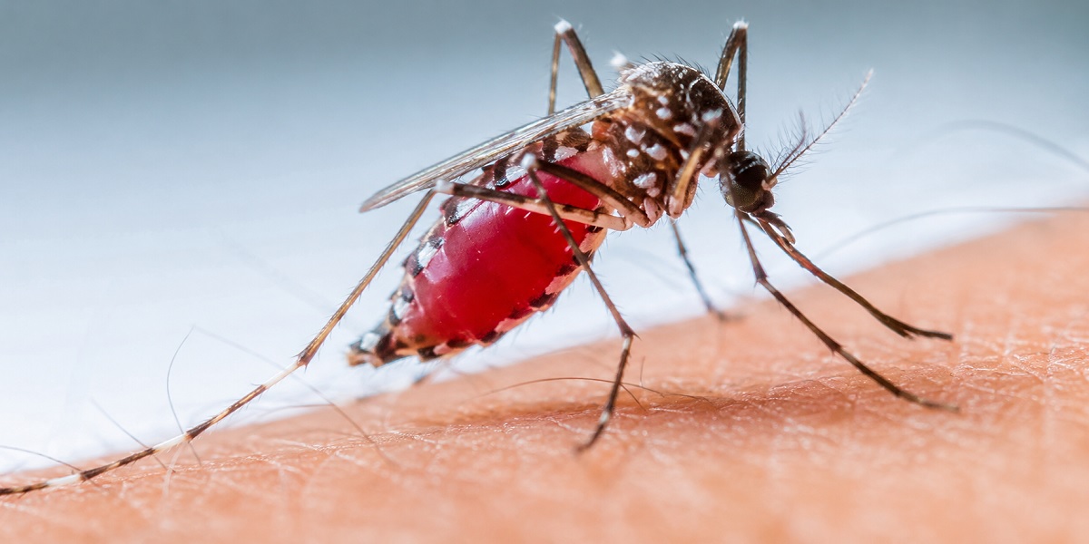 Google requests permission to release 32m mosquitoes in California and Florida