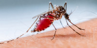 Google requests permission to release 32m mosquitoes in California and Florida