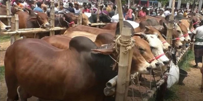 93,67,418 animals sacrificed across country, highest in Dhaka