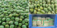Bangladesh sends 1,100 kgs of mangoes to India as goodwill gifts
