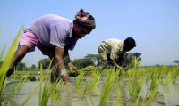 Bangladesh to import 75,000 tonnes of MoP fertiliser from Canada, Russia